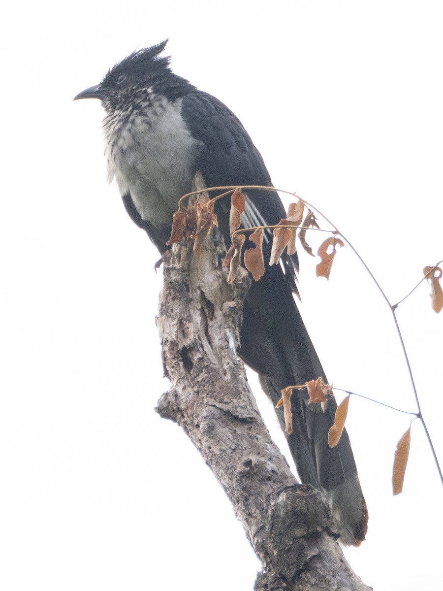 Levaillant's Cuckoo - ML623757234