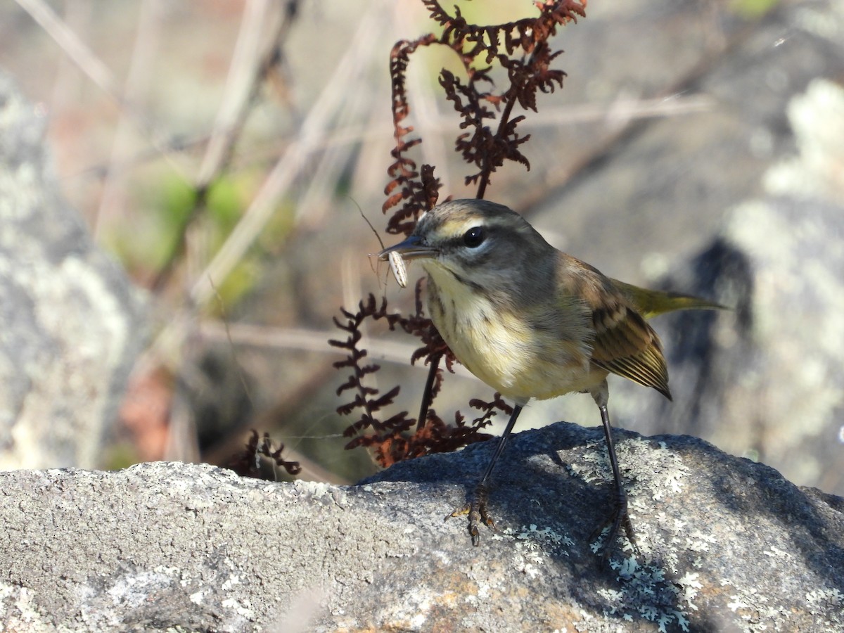 Palm Warbler (Western) - ML623757254