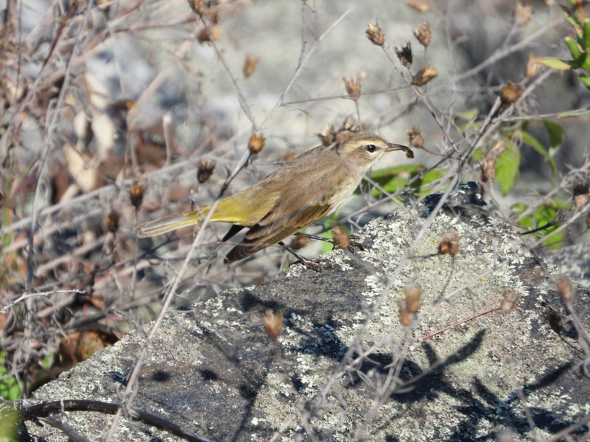 Palm Warbler (Western) - ML623757258