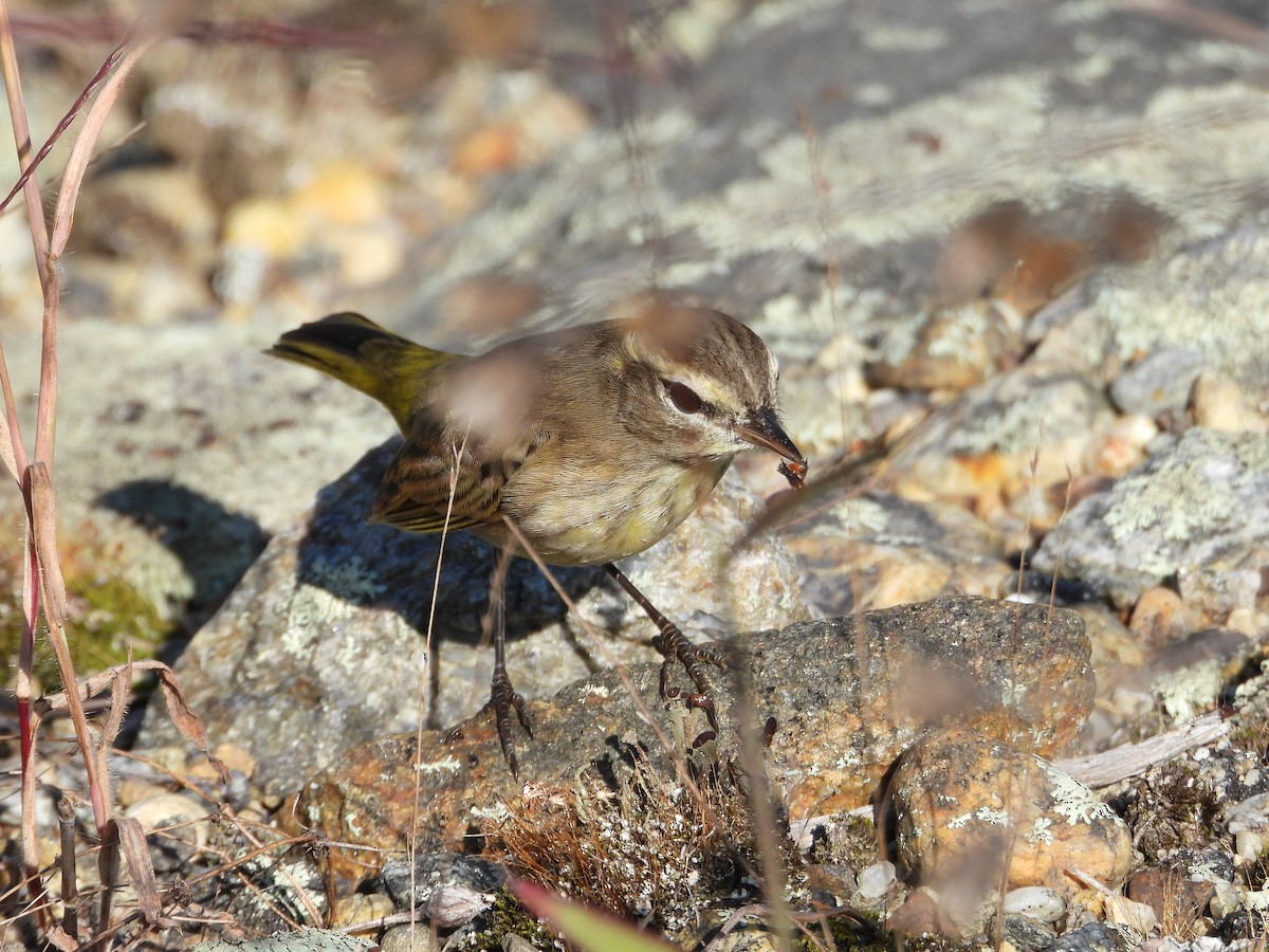 Palm Warbler (Western) - ML623757259