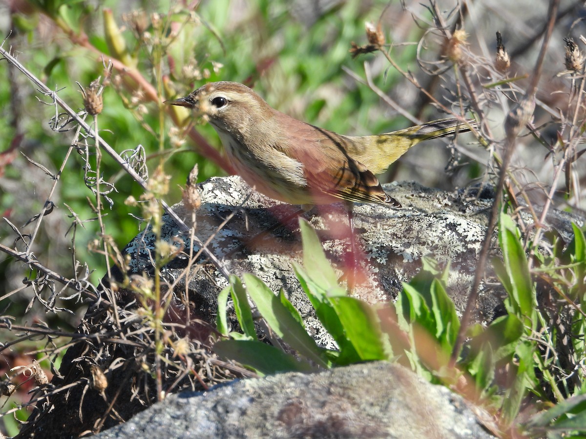 Palm Warbler (Western) - ML623757262