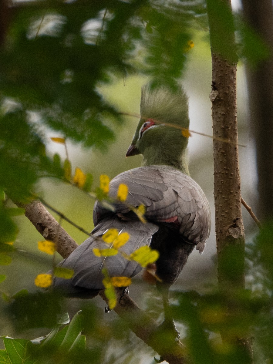 Guinea Turaco - ML623757272