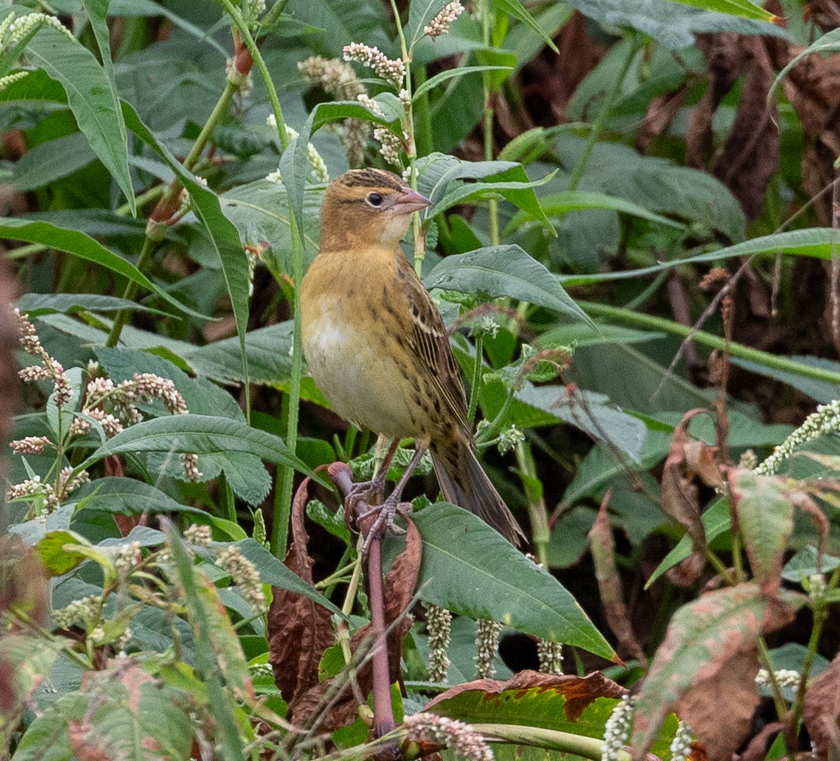 bobolink americký - ML623757276