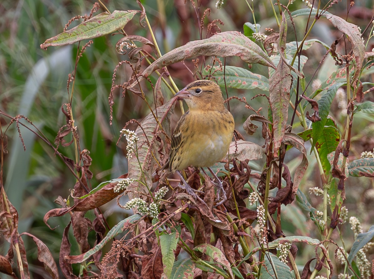 bobolink americký - ML623757277