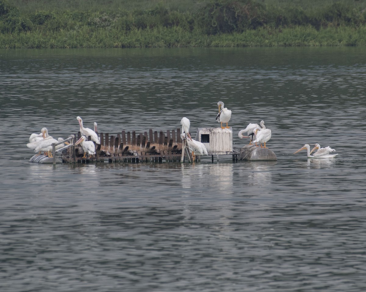 American White Pelican - ML623757299