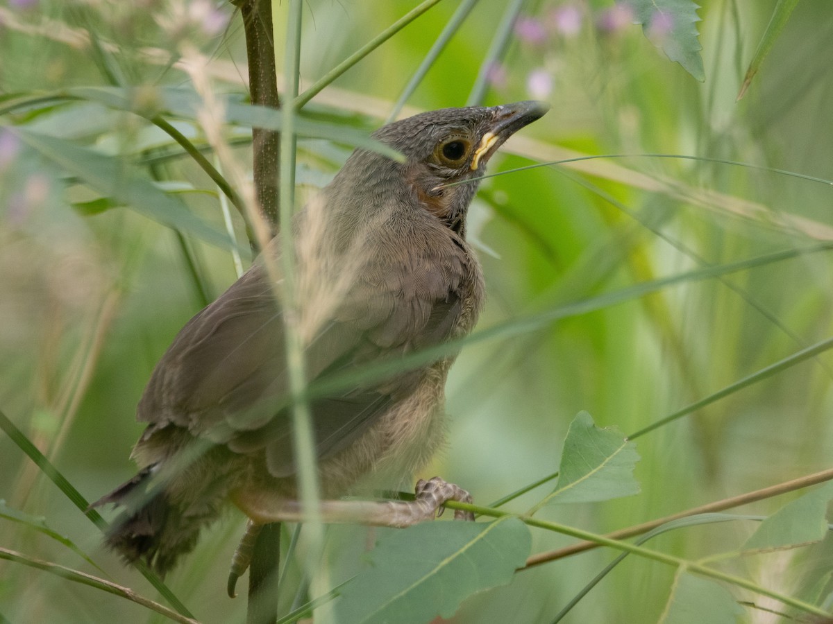 Brown Babbler - ML623757300