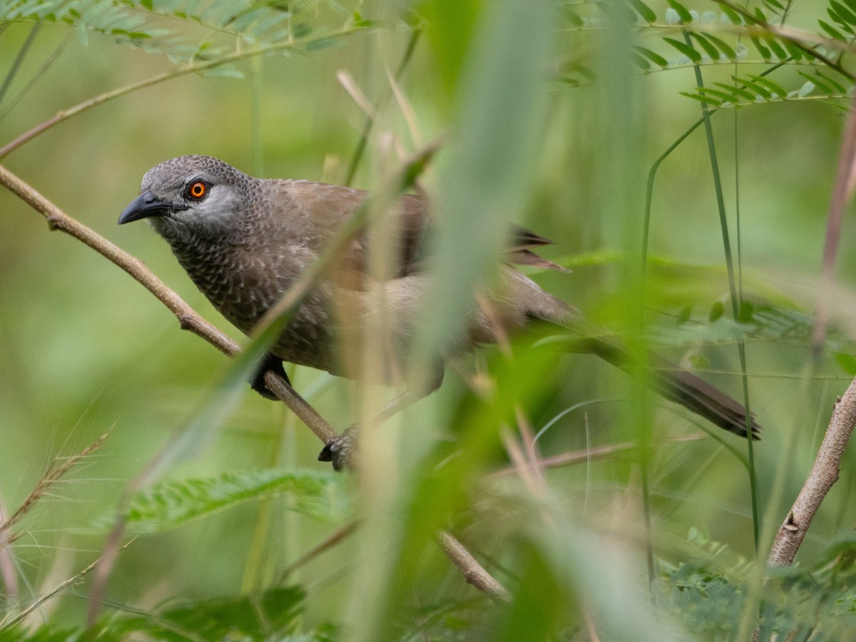 Brown Babbler - ML623757301