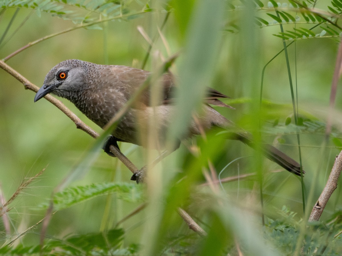 Brown Babbler - ML623757302