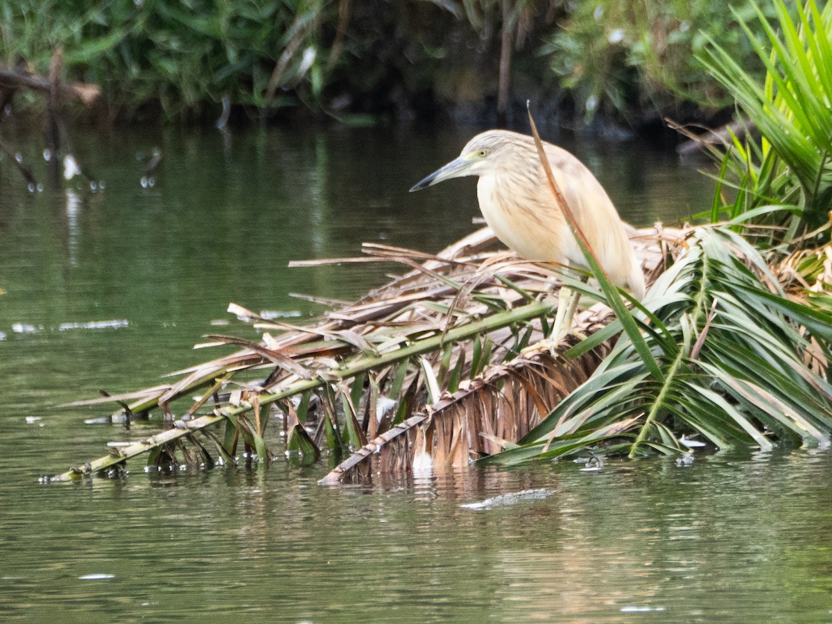 Squacco Heron - ML623757345