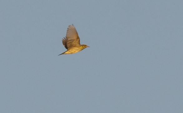 Northern Waterthrush - ML623757436