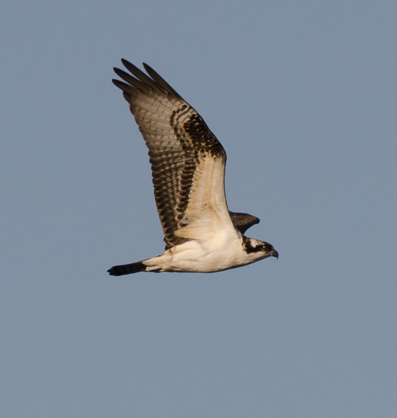 Águila Pescadora - ML623757450