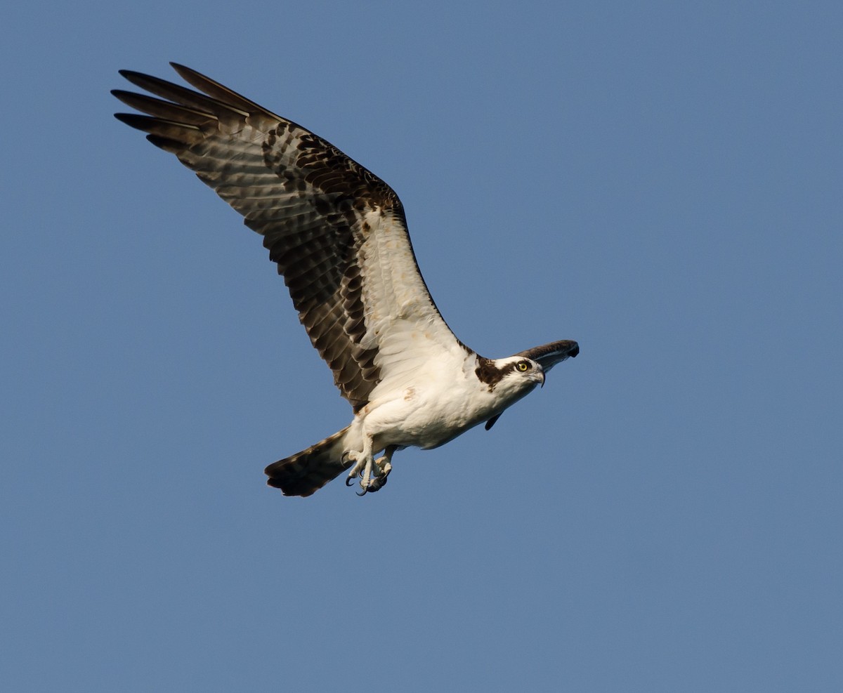 Águila Pescadora - ML623757451