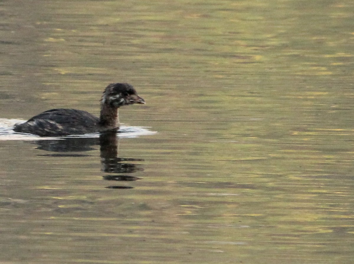 Pied-billed Grebe - ML623757467