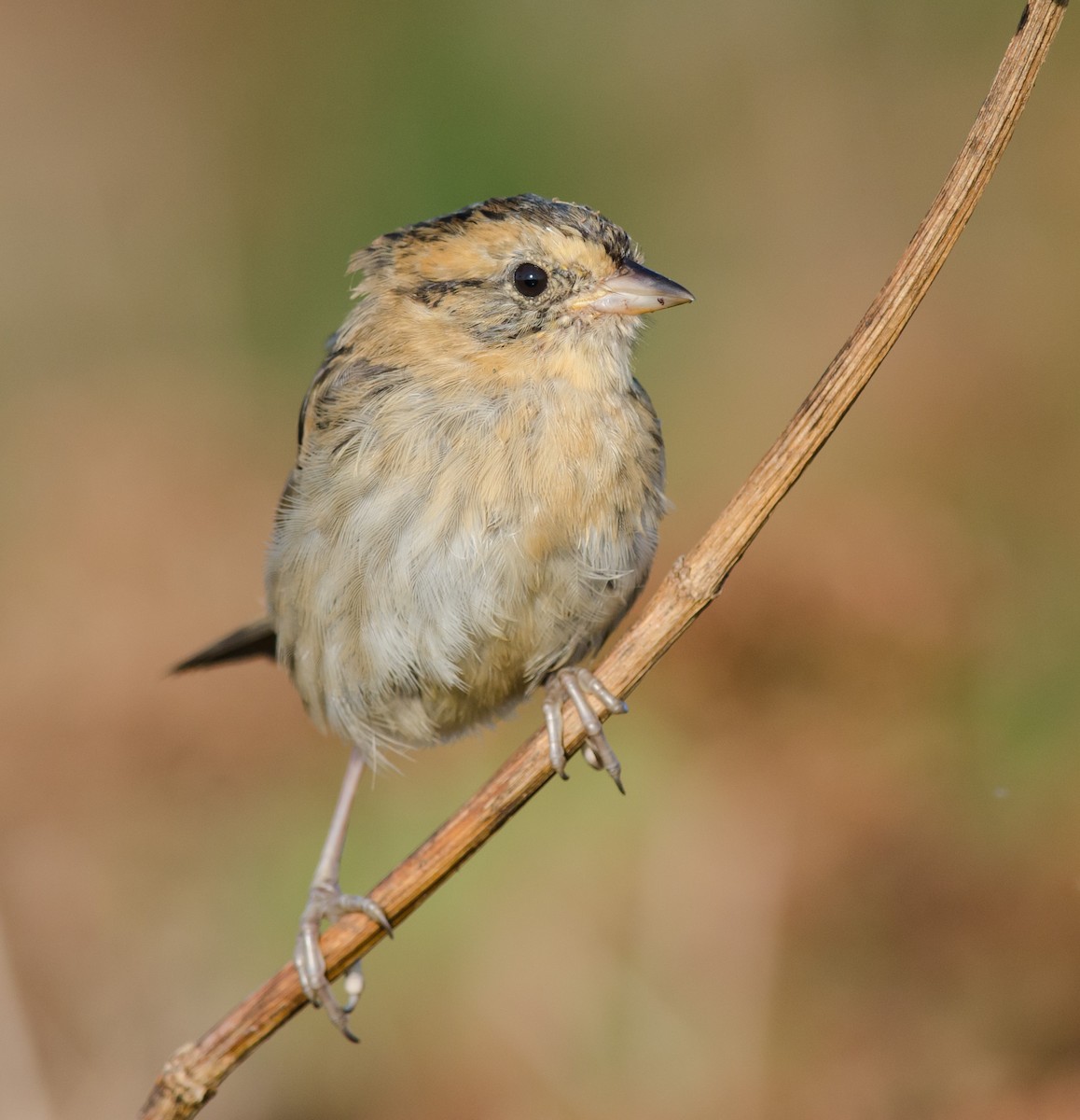 Nelson's Sparrow - ML623757469