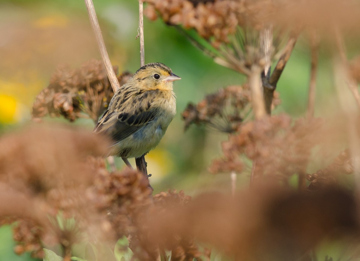 Nelson's Sparrow - ML623757470