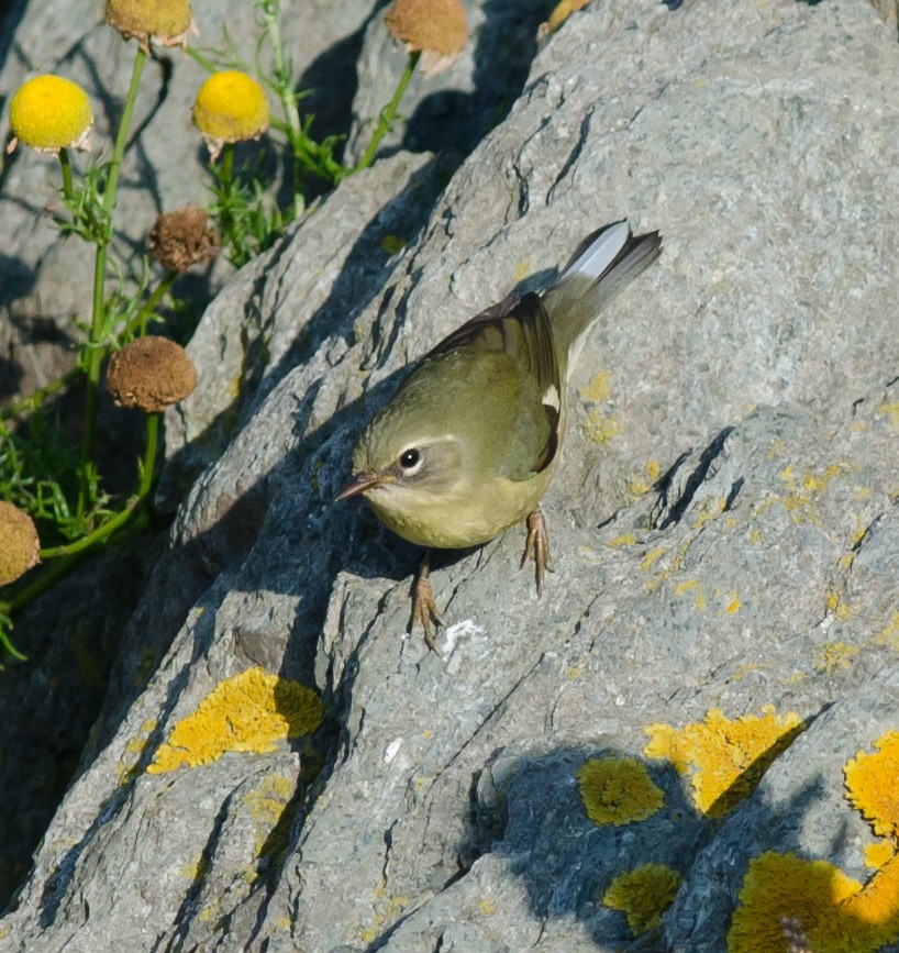 Black-throated Blue Warbler - ML623757510