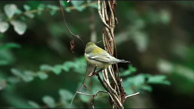 פרולה צפונית - ML623757511