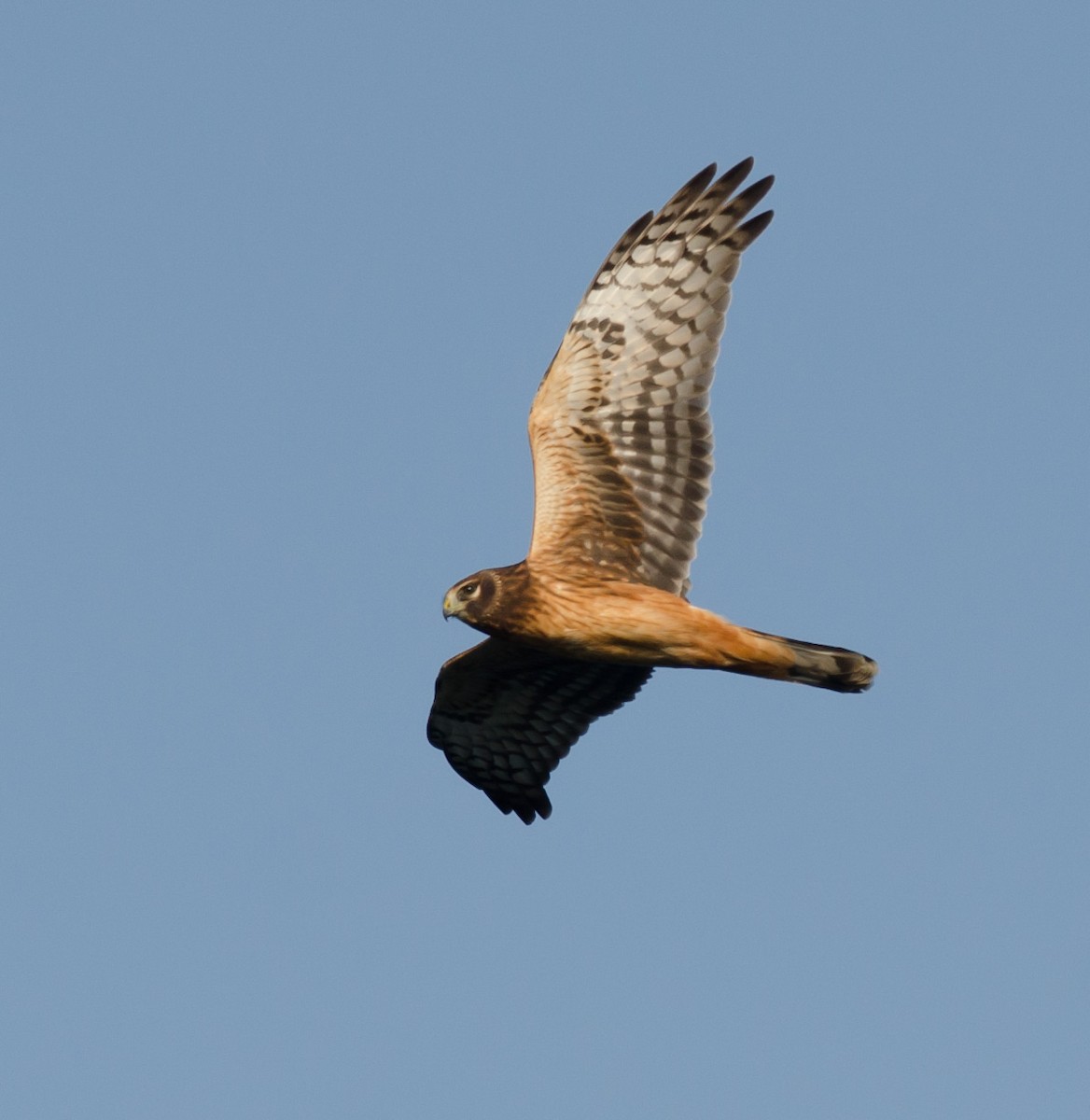 Northern Harrier - ML623757515