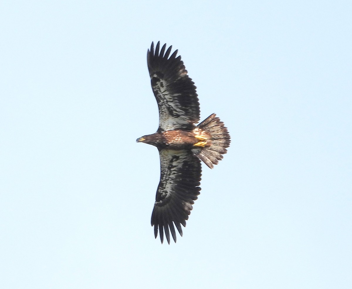 Weißkopf-Seeadler - ML623757516