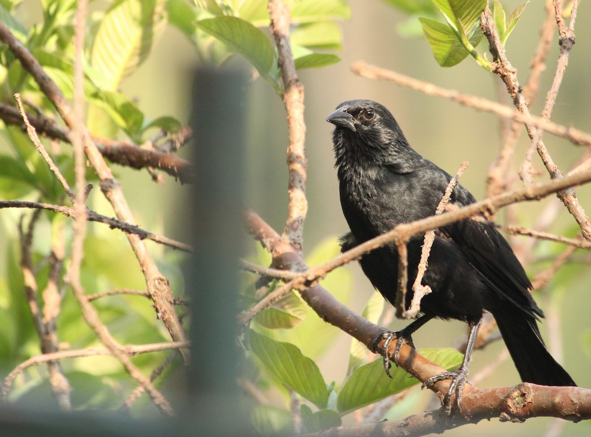 Chopi Blackbird - ML623757521