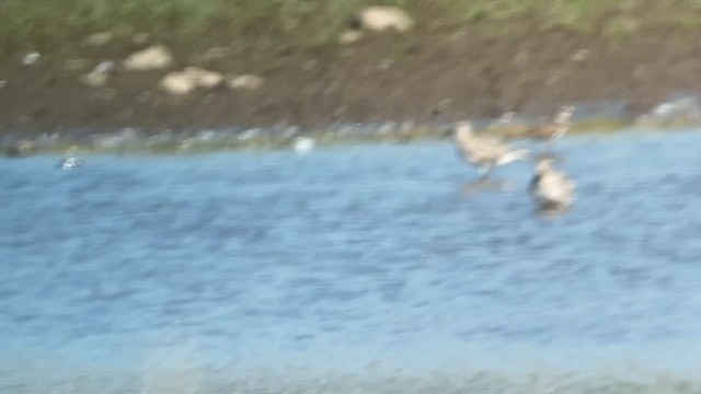 kulík bledý - ML623757545