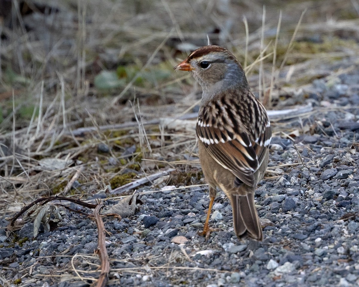 White-crowned Sparrow - ML623757549