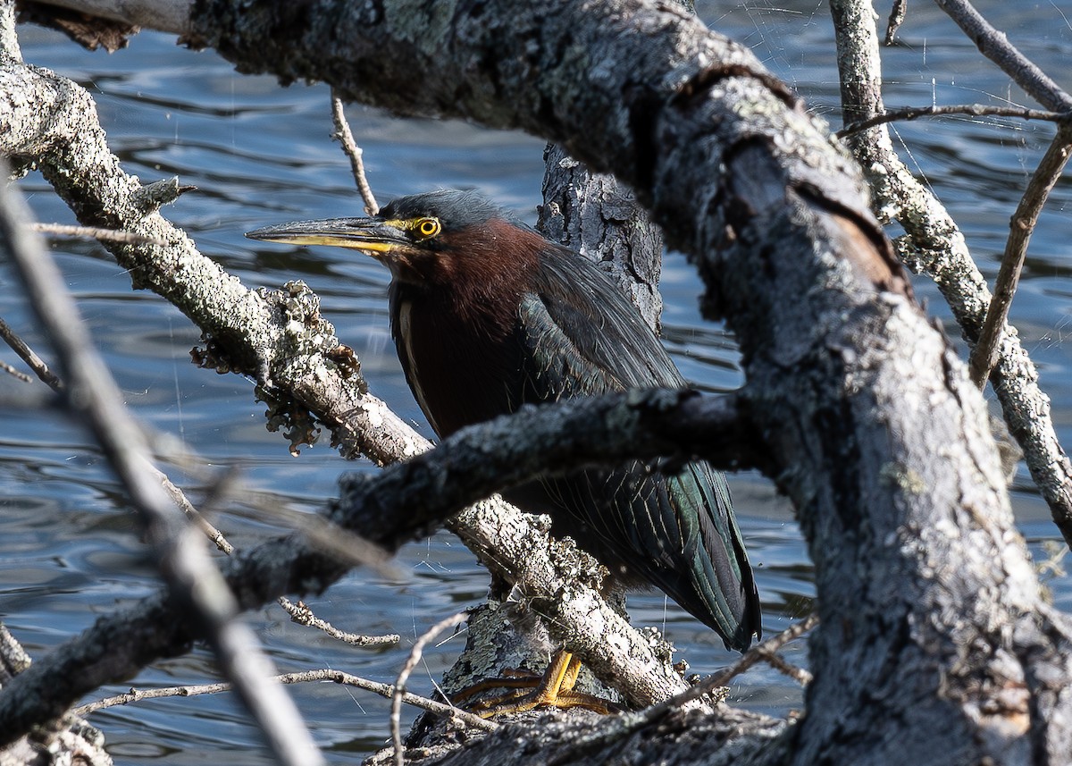 Green Heron - ML623757560