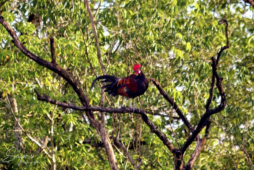 Red Junglefowl - ML623757579