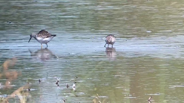 jespák dlouhonohý - ML623757582