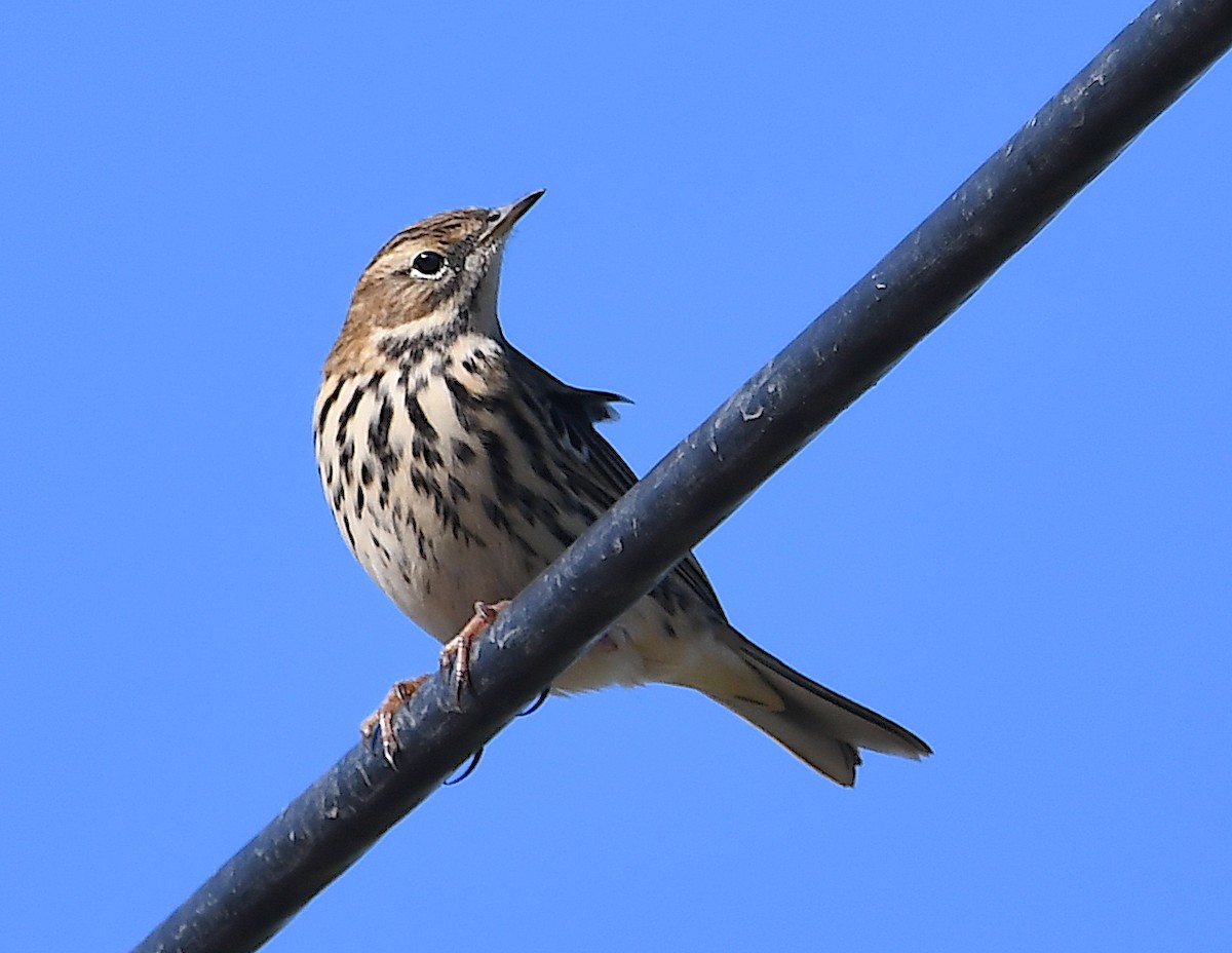 Red-throated Pipit - Василий Калиниченко