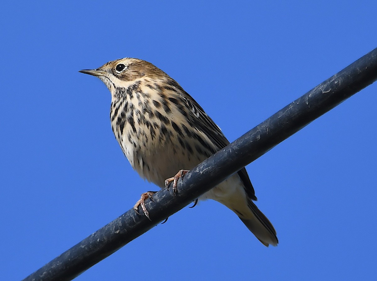 Red-throated Pipit - Василий Калиниченко