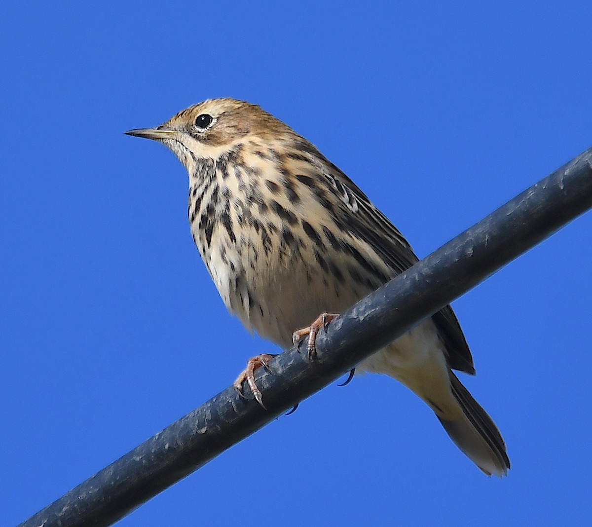 Red-throated Pipit - ML623757598