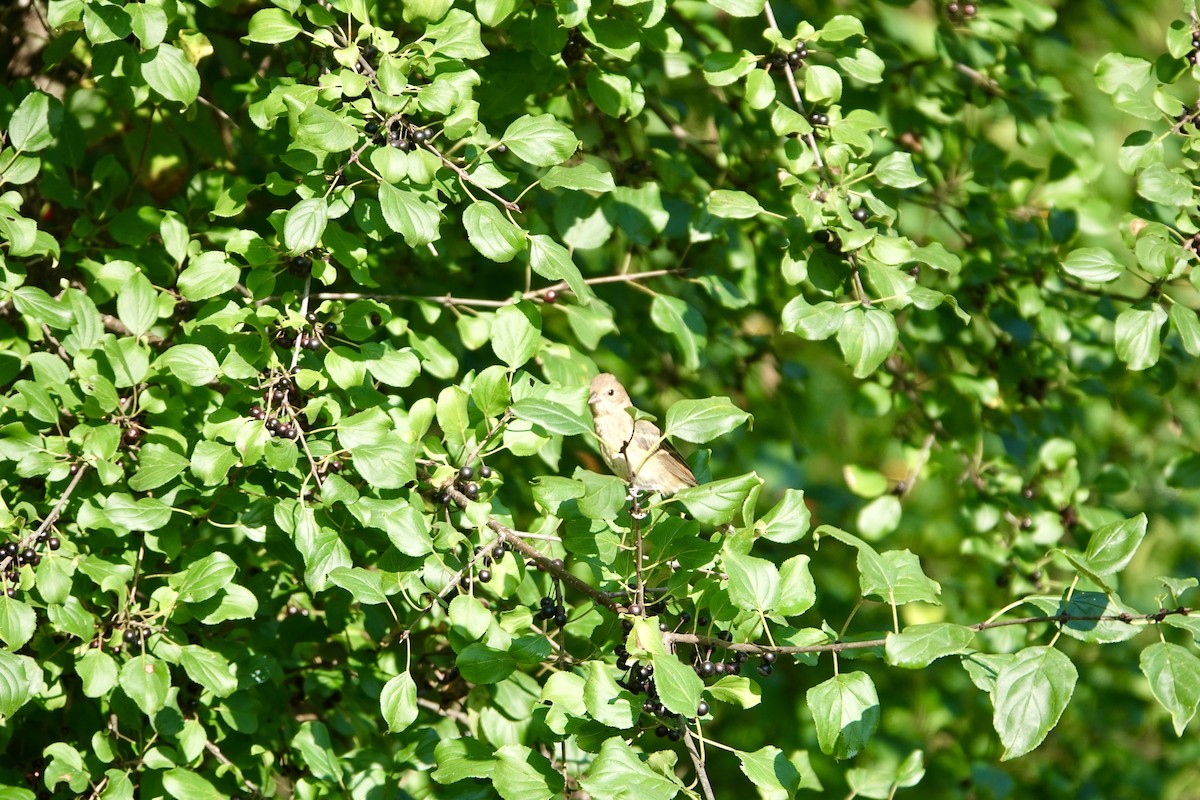 Indigo Bunting - ML623757665
