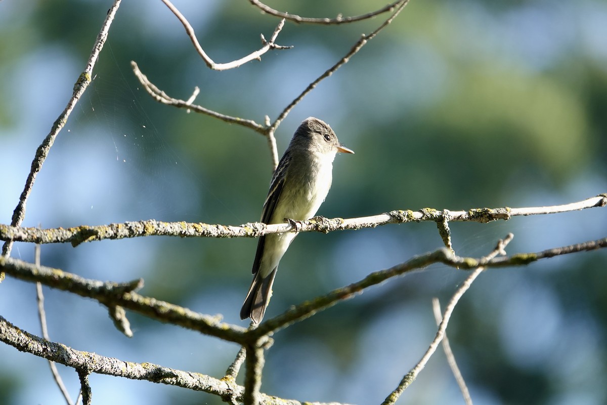 Eastern Wood-Pewee - ML623757672