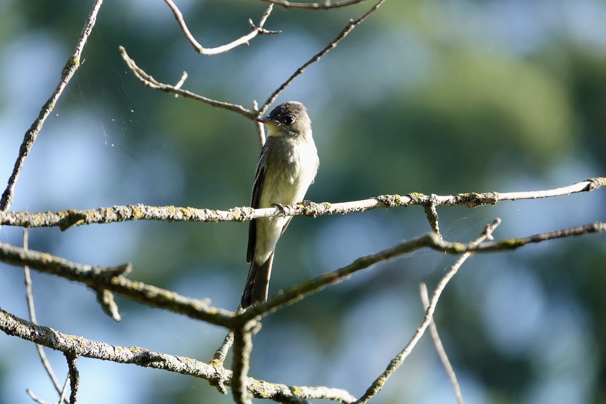 Eastern Wood-Pewee - ML623757675