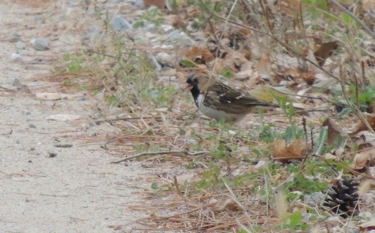 Harris's Sparrow - ML623757678