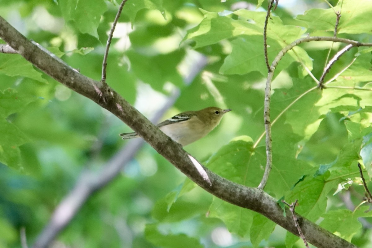Bay-breasted Warbler - ML623757687