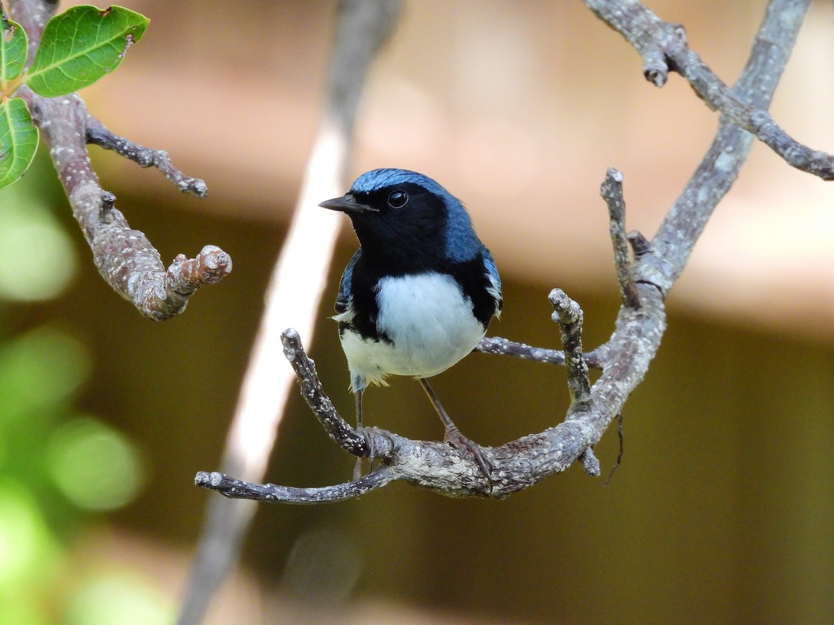 Black-throated Blue Warbler - ML623757688