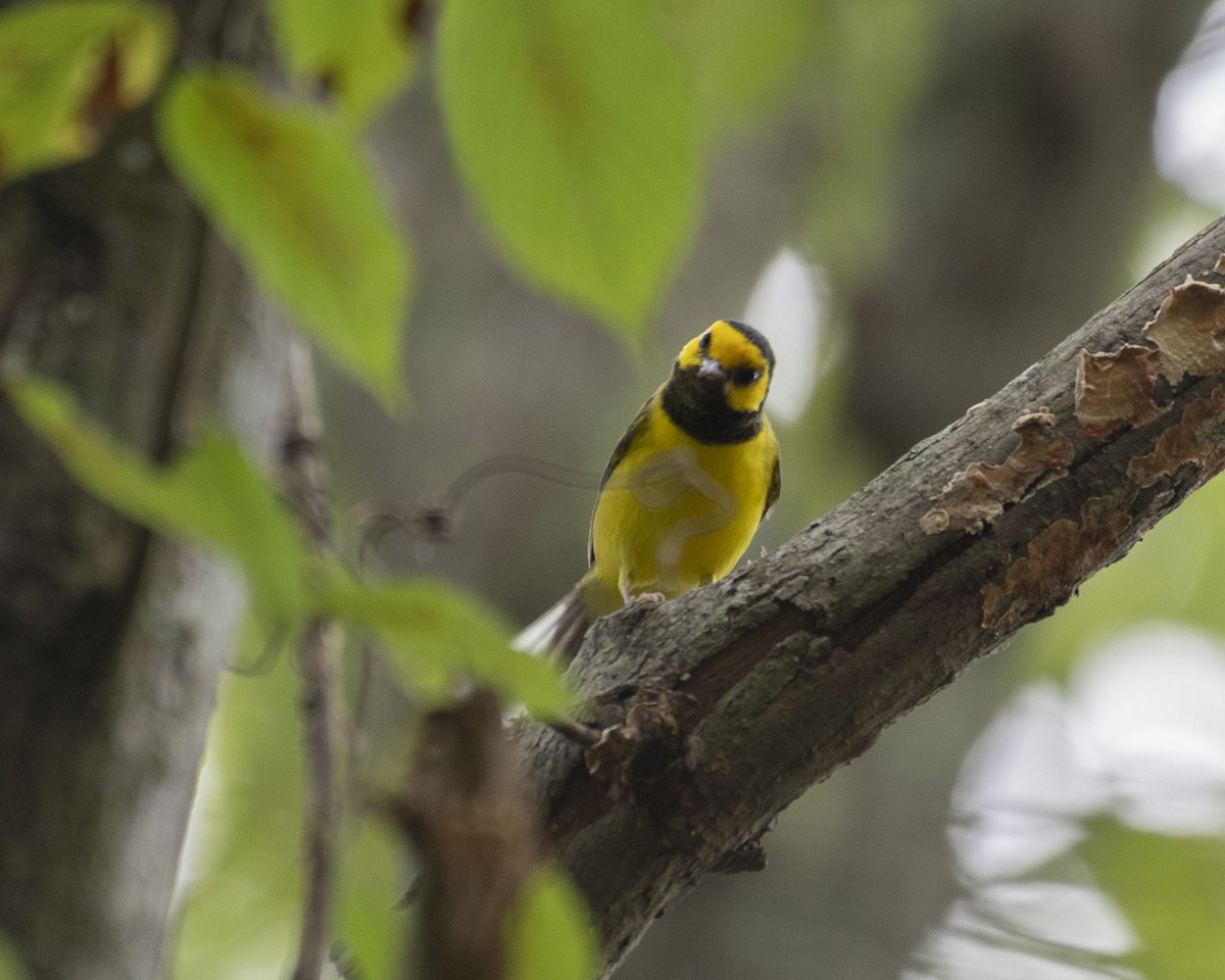 Hooded Warbler - ML623757782