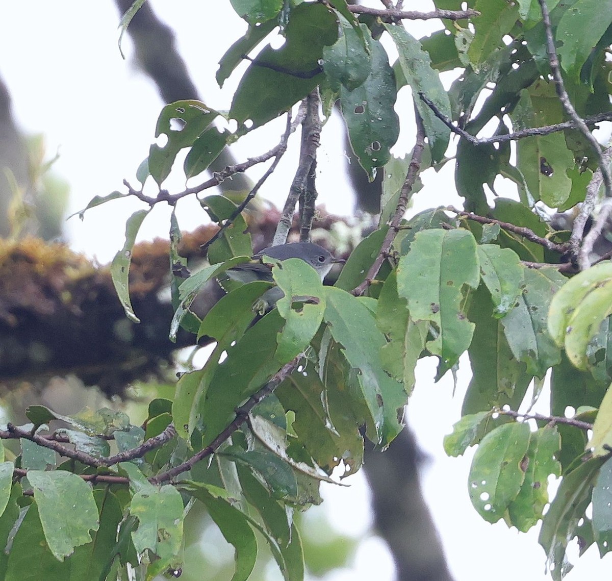 Gray Thornbill - ML623757787