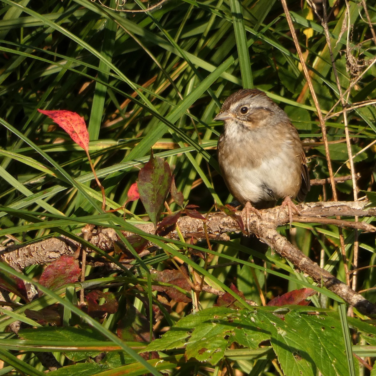 Swamp Sparrow - ML623757807