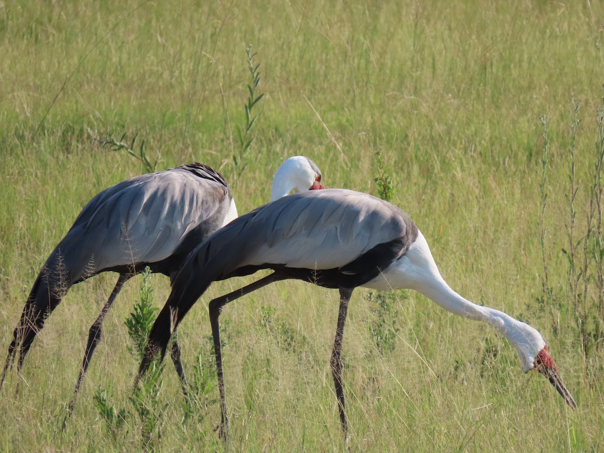 Wattled Crane - ML623757809