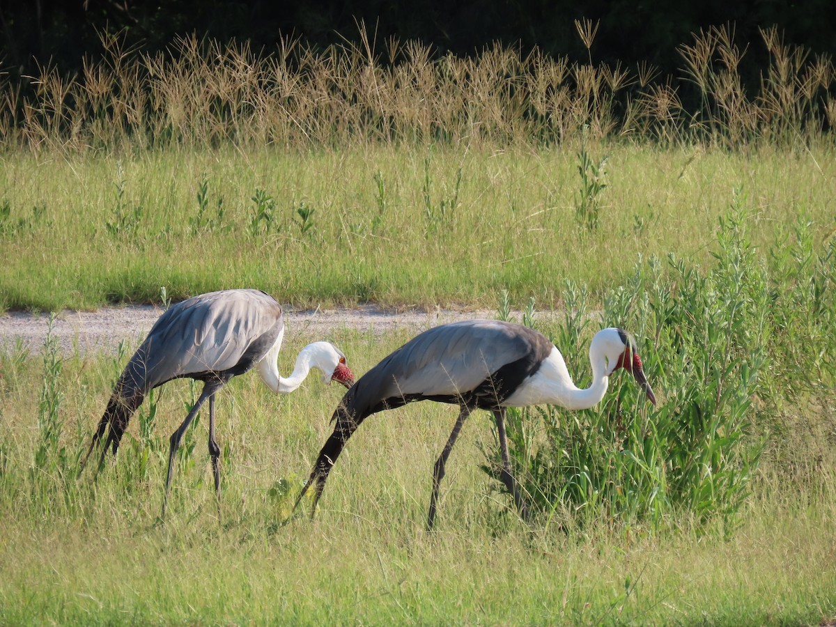 Wattled Crane - ML623757812