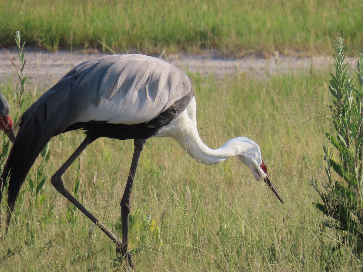 Wattled Crane - ML623757814