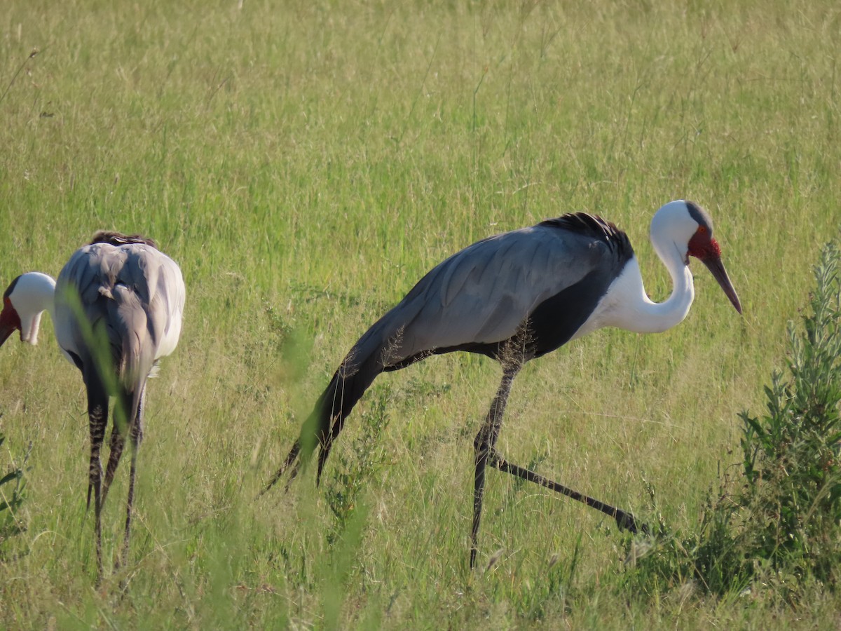 Wattled Crane - ML623757827