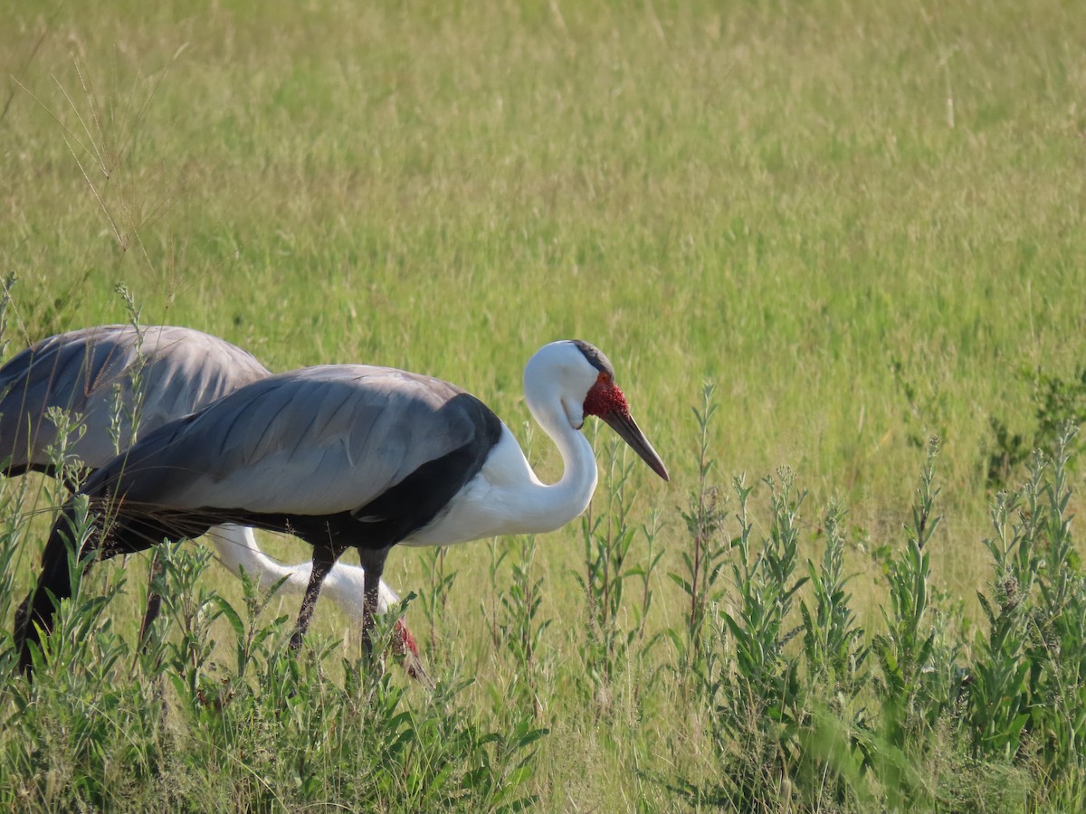 Wattled Crane - ML623757830