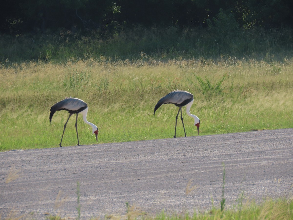 Wattled Crane - ML623757843