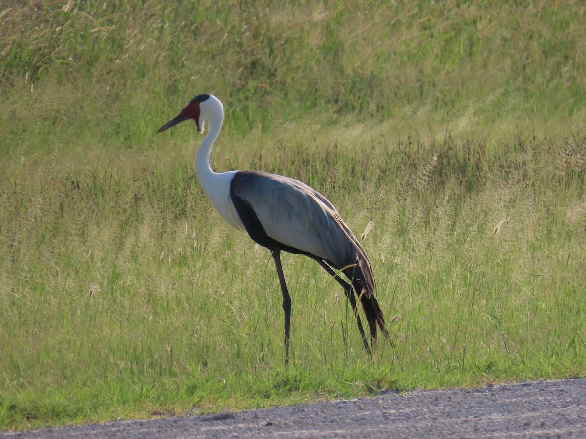 Wattled Crane - ML623757846