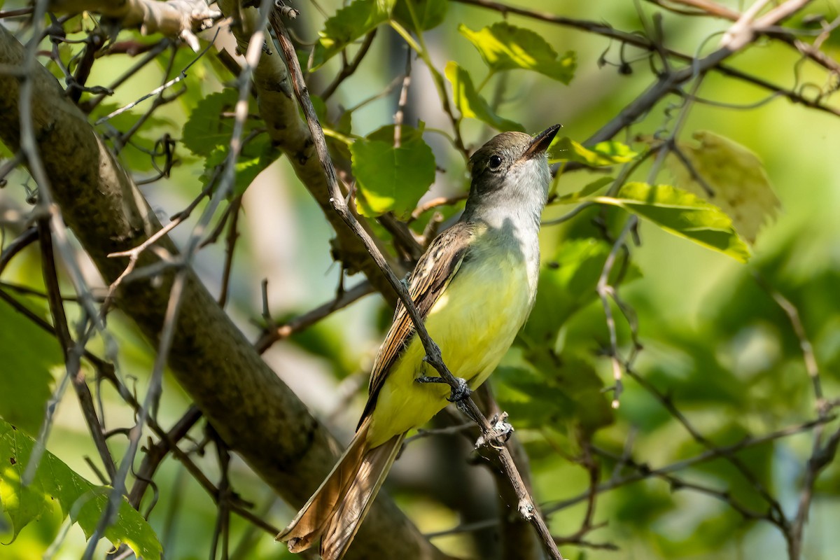 Great Crested Flycatcher - ML623757851