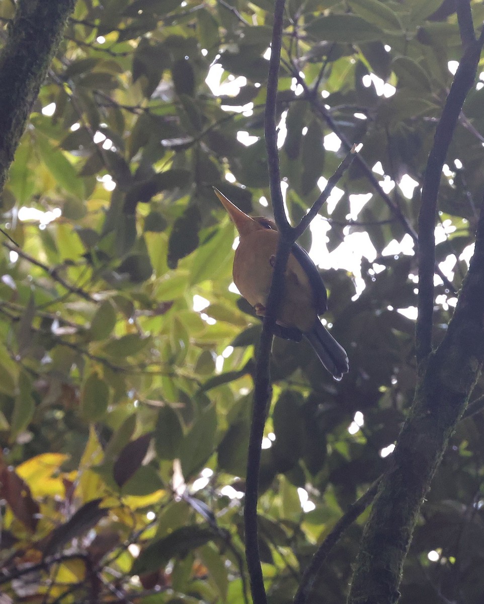 Mountain Kingfisher - ML623757854